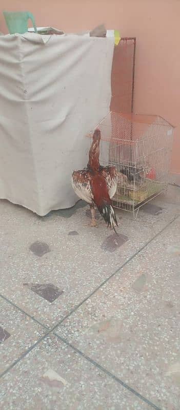 Aseel murghy forsale 7
