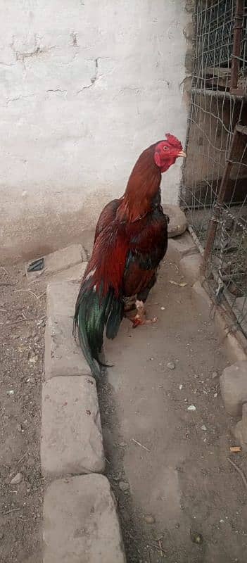 Aseel murghy forsale 8