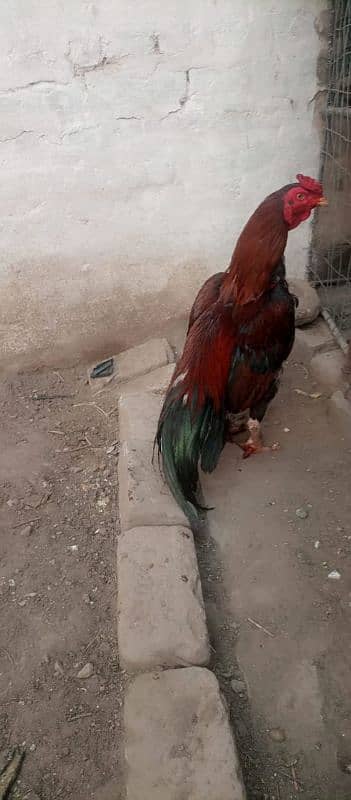 Aseel murghy forsale 9
