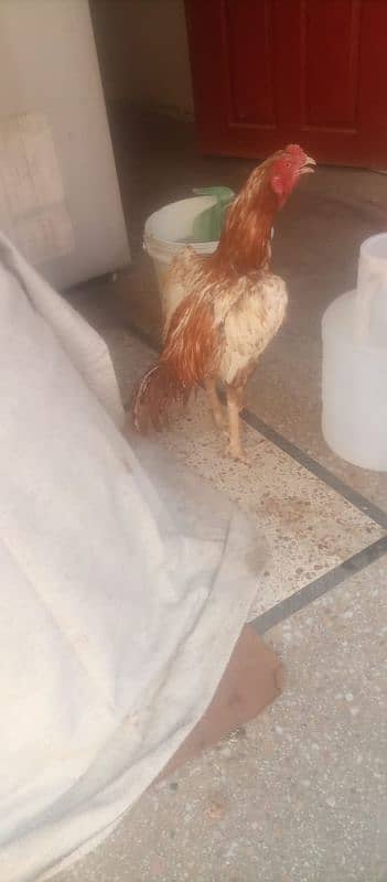 Aseel murghy forsale 11