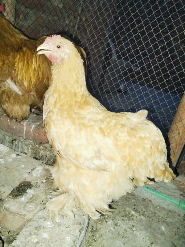 aseel pair and golden buff pair 5