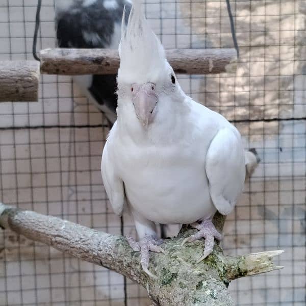 Cocktiels Cream, Grey and Eno Vpied Fresh stock 1