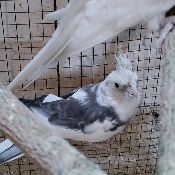 Cocktiels Cream, Grey and Eno Vpied Fresh stock 3
