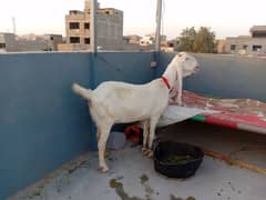 rajan