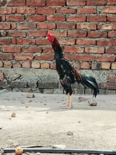home breed shomo cross male 35000