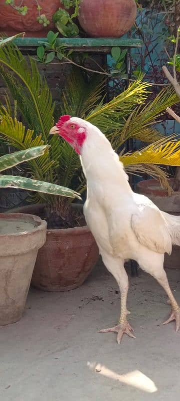aseel Heera murga for sale 0