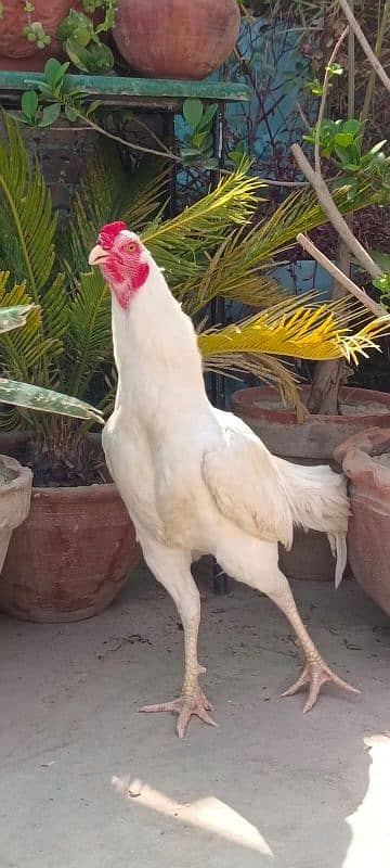 aseel Heera murga for sale 1