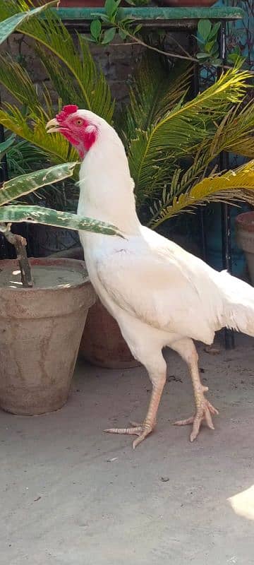 aseel Heera murga for sale 2