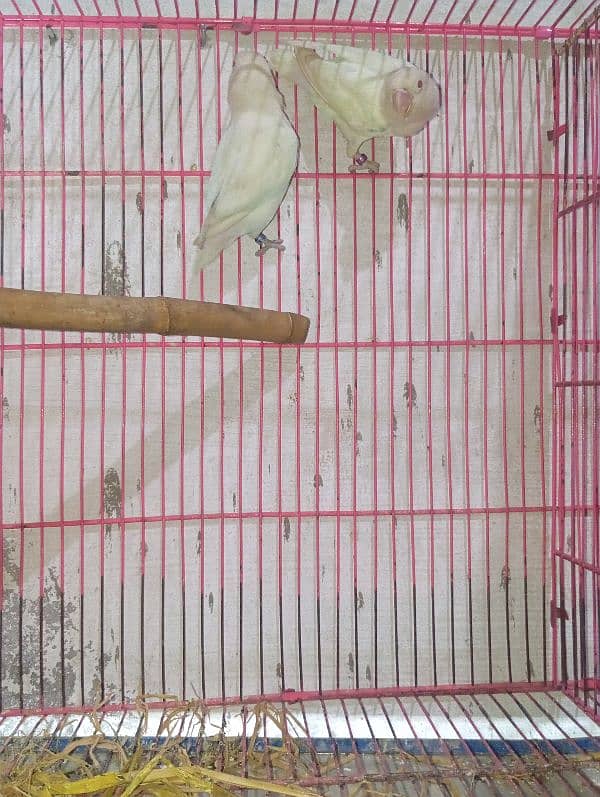 Albino red eye cremino creamino lovebirds, love birds 6