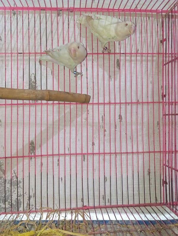 Albino red eye cremino creamino lovebirds, love birds 7