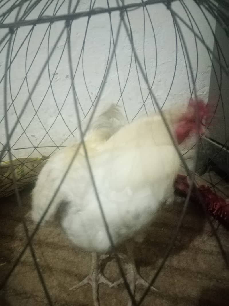 for sale 3murgy 1