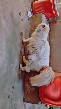 triple coat male cat
