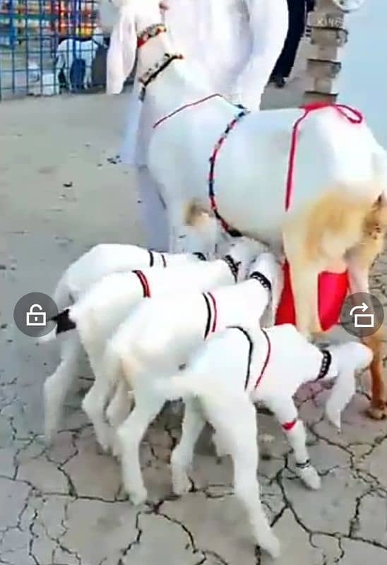 rajanpuridesibakrisalepanchpanch babycontactWhatsAppnumber*03476469076 0