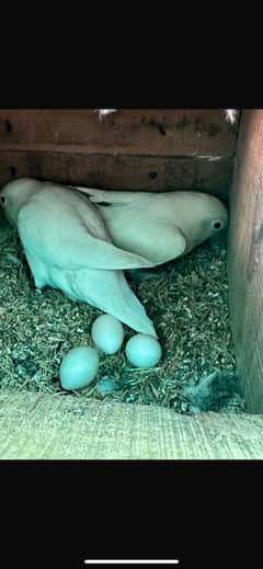 Albino