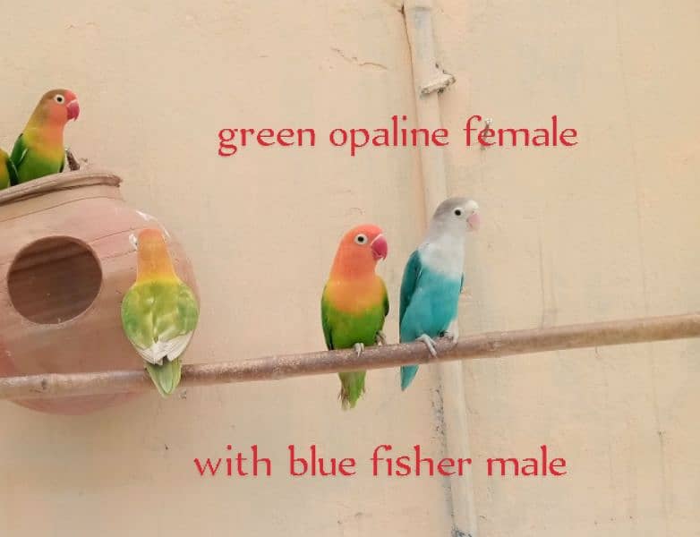 lovebirds pairs for sale. . 3