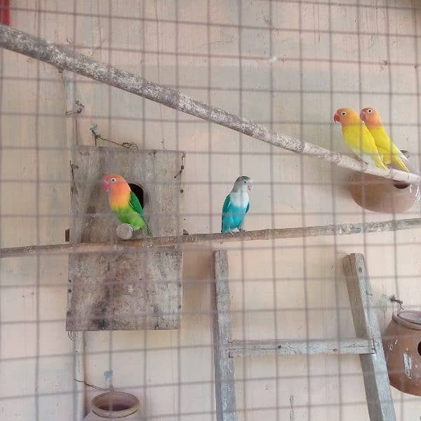 lovebirds pairs for sale. . 4