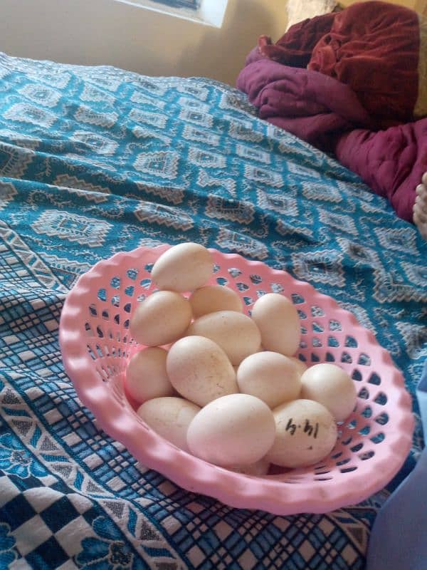 turkey bird egg 0