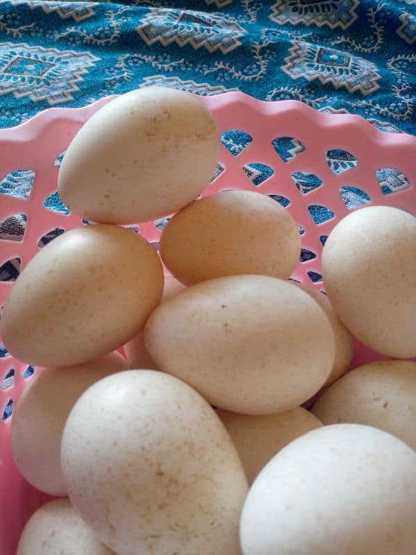 turkey bird egg 1