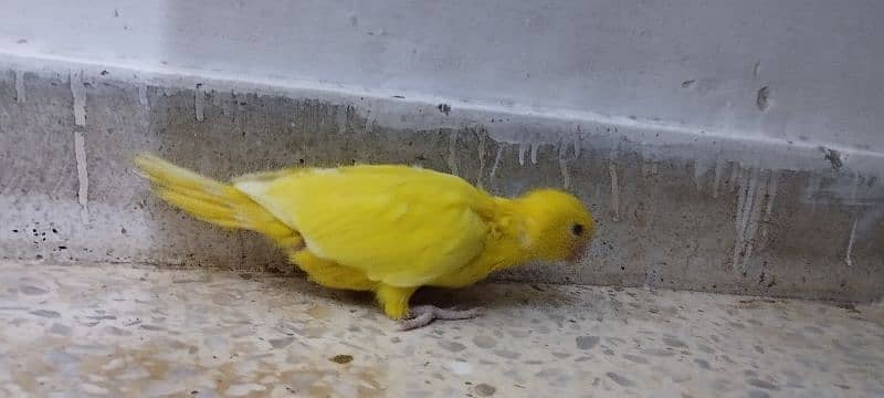 yellow ringneck chicks 0