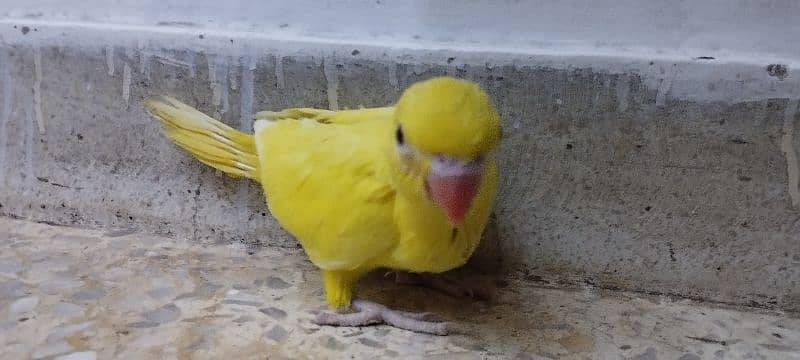 yellow ringneck chicks 1