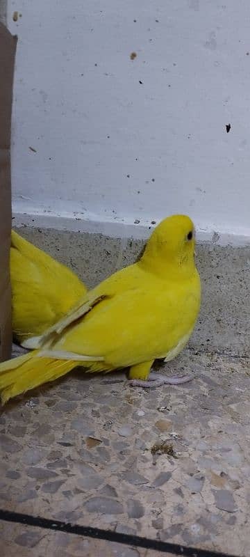 yellow ringneck chicks 2