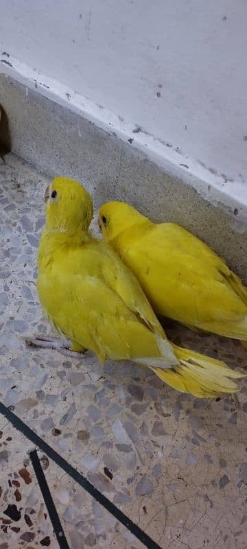 yellow ringneck chicks 3