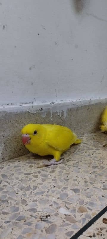 yellow ringneck chicks 4