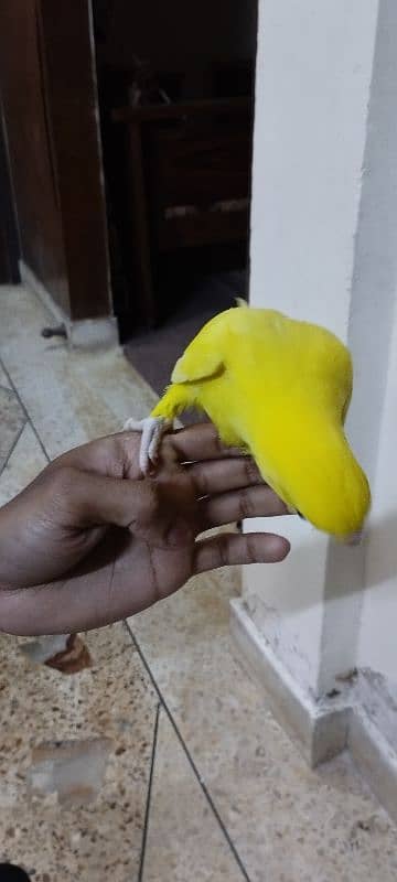 yellow ringneck chicks 5