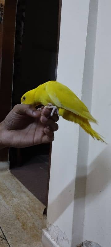 yellow ringneck chicks 6