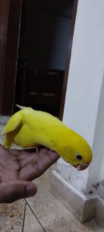 yellow ringneck chicks 7