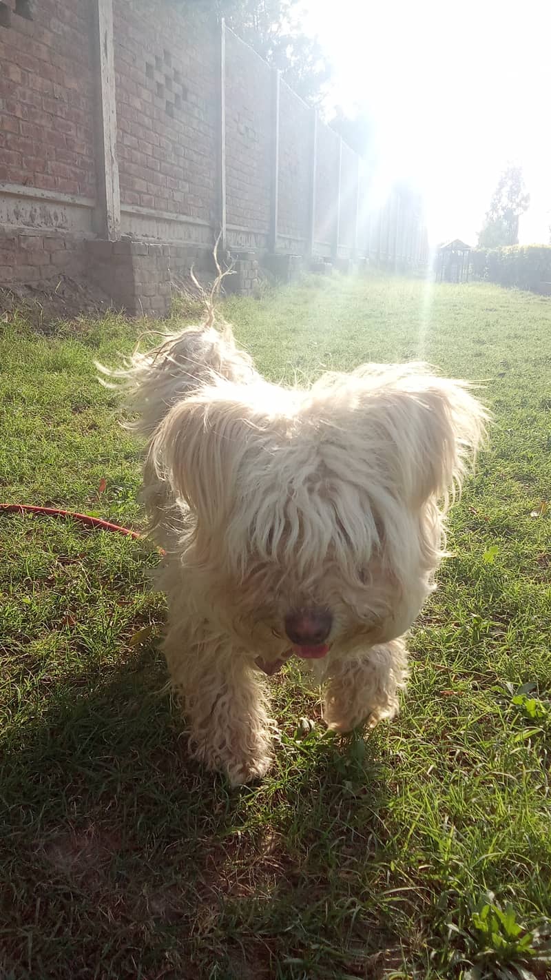 Dog is well-groomed, healthy and energetic. 0