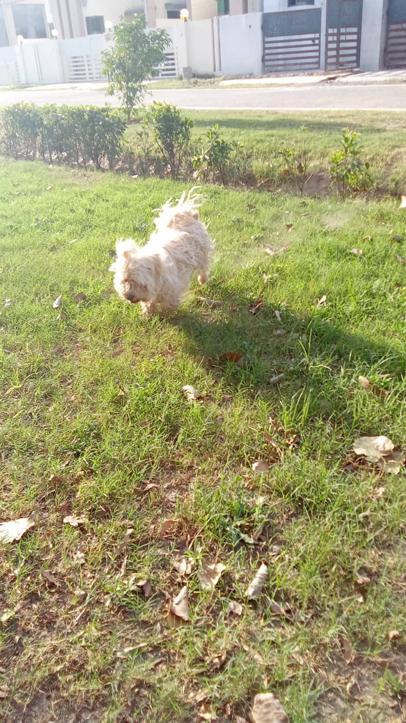 Dog is well-groomed, healthy and energetic. 1