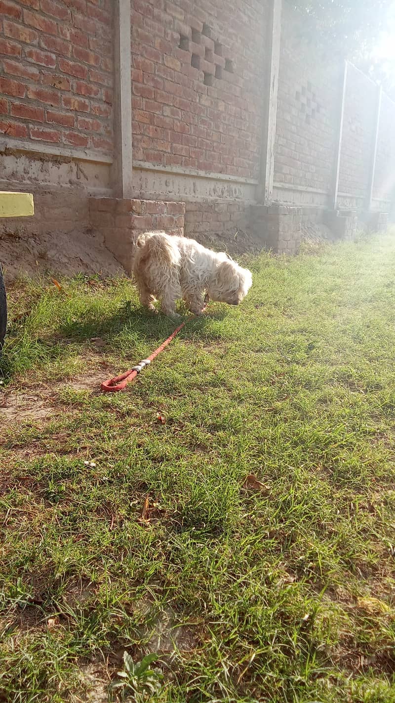 Dog is well-groomed, healthy and energetic. 2
