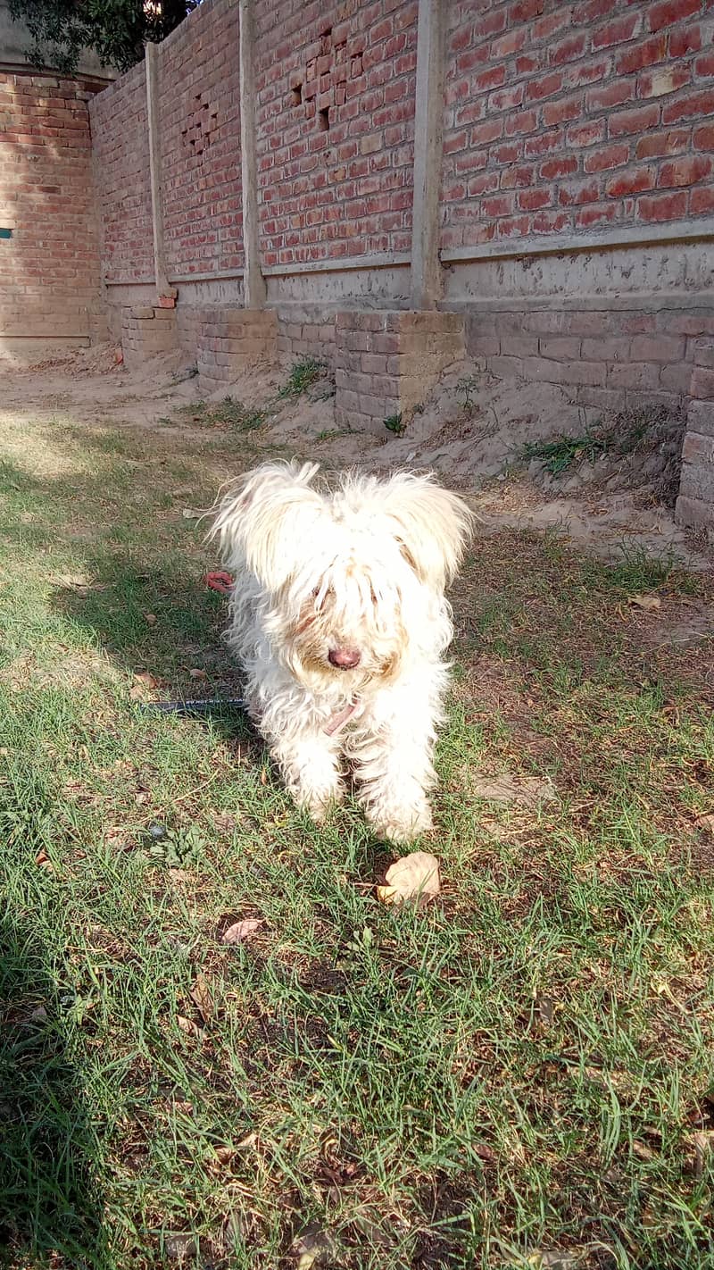 Dog is well-groomed, healthy and energetic. 3