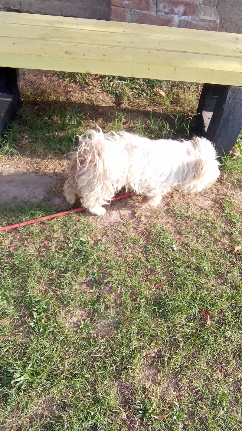 Dog is well-groomed, healthy and energetic. 4