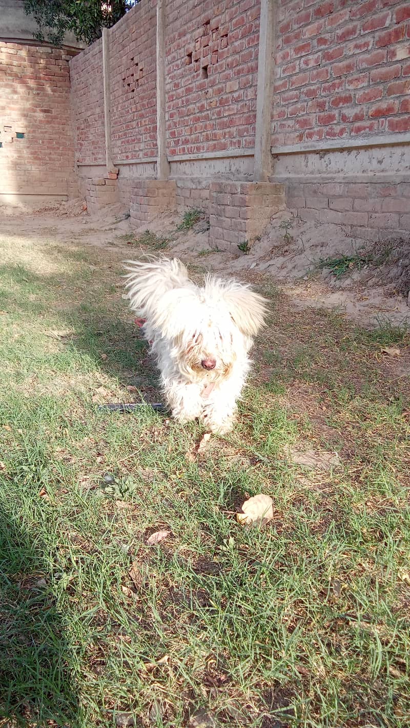 Dog is well-groomed, healthy and energetic. 5