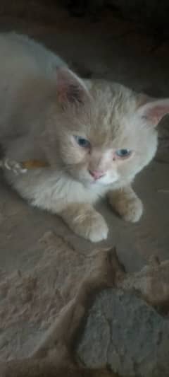 white Russian cat