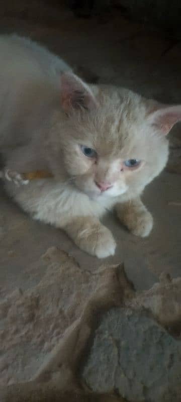 white Russian cat 0