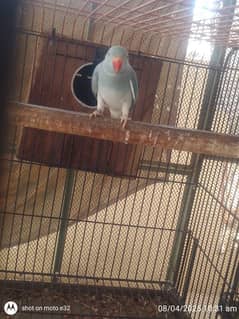 Ringneck  blue Chct male