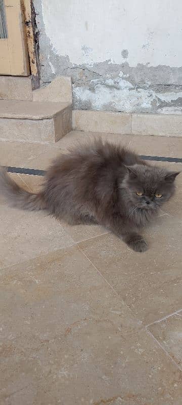 punch face female for sale 0