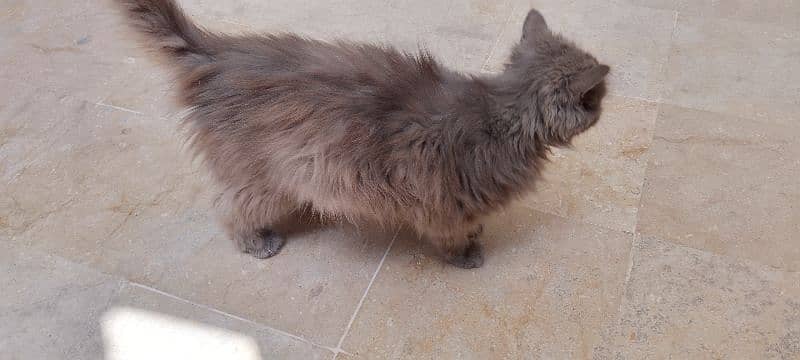 punch face female for sale 1