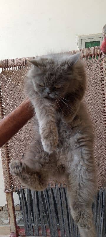 punch face female for sale 2