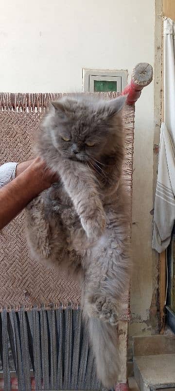 punch face female for sale 3