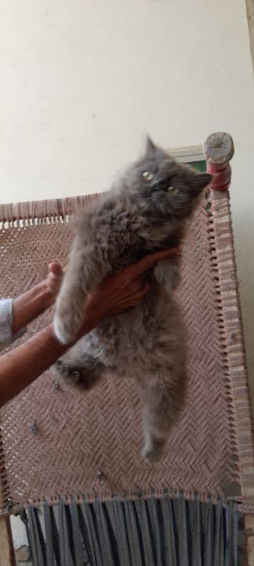 punch face female for sale 4
