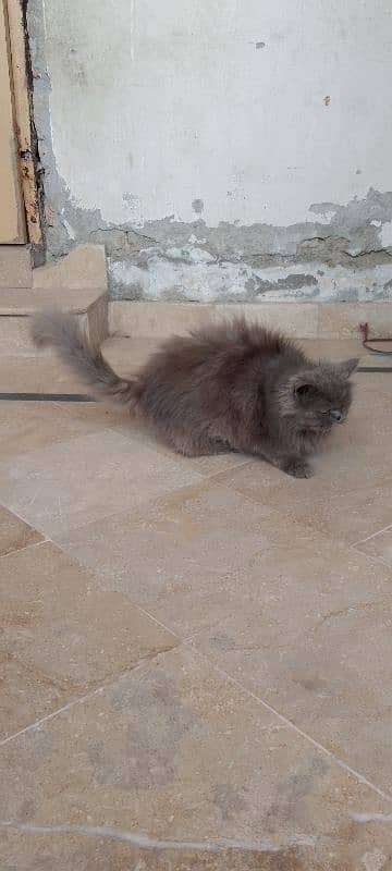 punch face female for sale 6