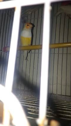 Golden finch