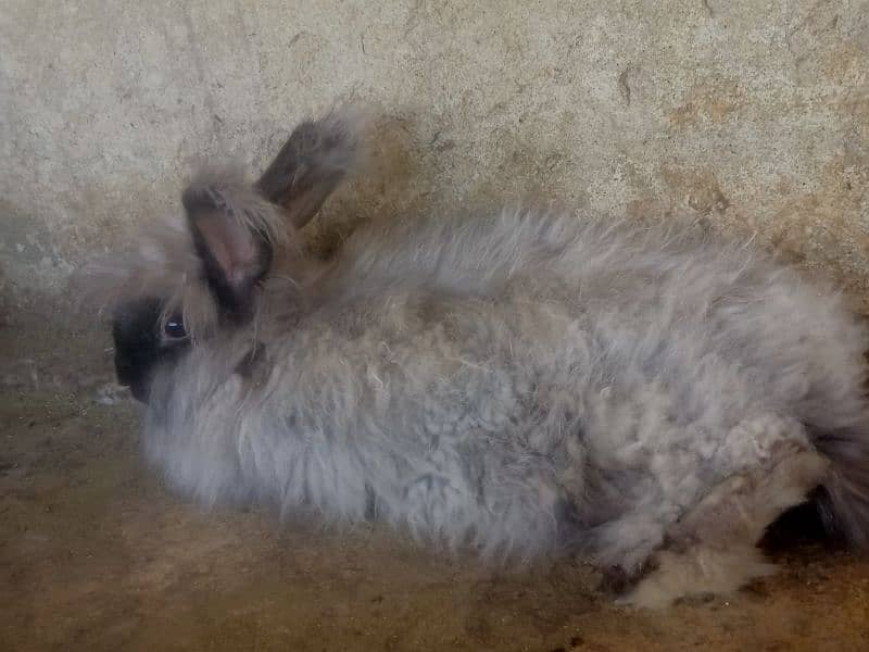 Giant English angora rabbit breeder pair 1