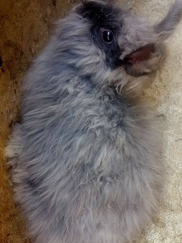 Giant English angora rabbit breeder pair 9