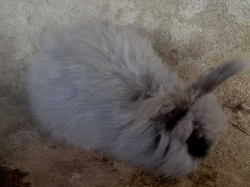 Giant English angora rabbit breeder pair 10