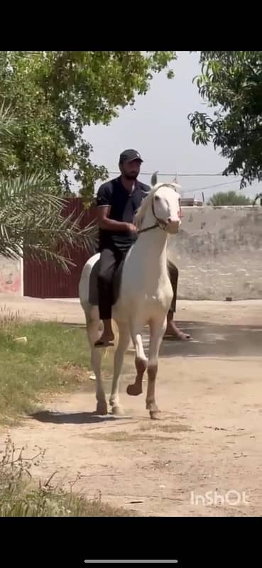 Dasi nukra horse | Ghora | horse | گھوڑا | Dasi Ghora 0